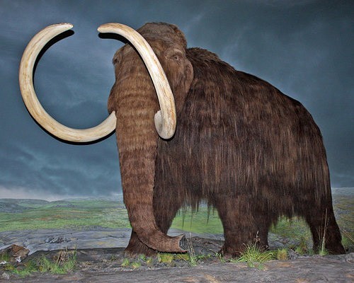 Loài voi ma mút lông dài (woolly mammoth). Đầu năm 2011, các nhà khoa học Nhật Bản đã thông báo kế hoạch nhân bản giống voi ma mút woolly trong vòng 5 năm. Do đó, nếu thành công thì giống voi sống từ kỷ băng hà có thể sớm hồi sinh và xuất hiện lần đầu tiên trong các vườn thú trên thế giới.